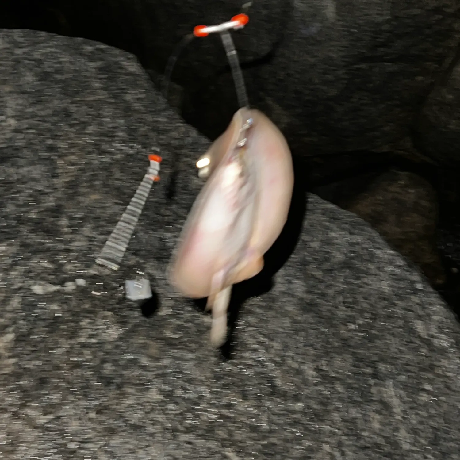 Haller's round ray caught on Fishbrain