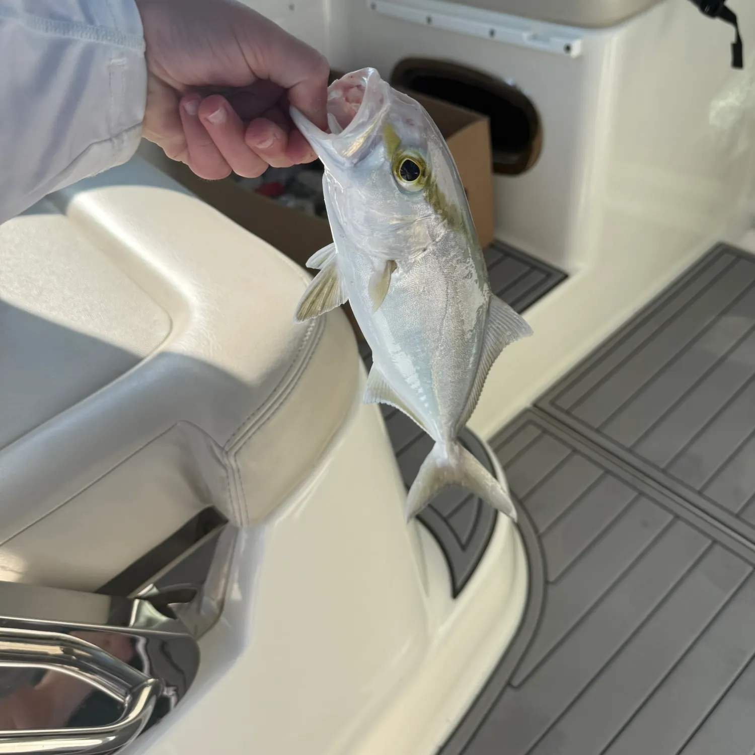 The most recent Lesser amberjack catches on Fishbrain