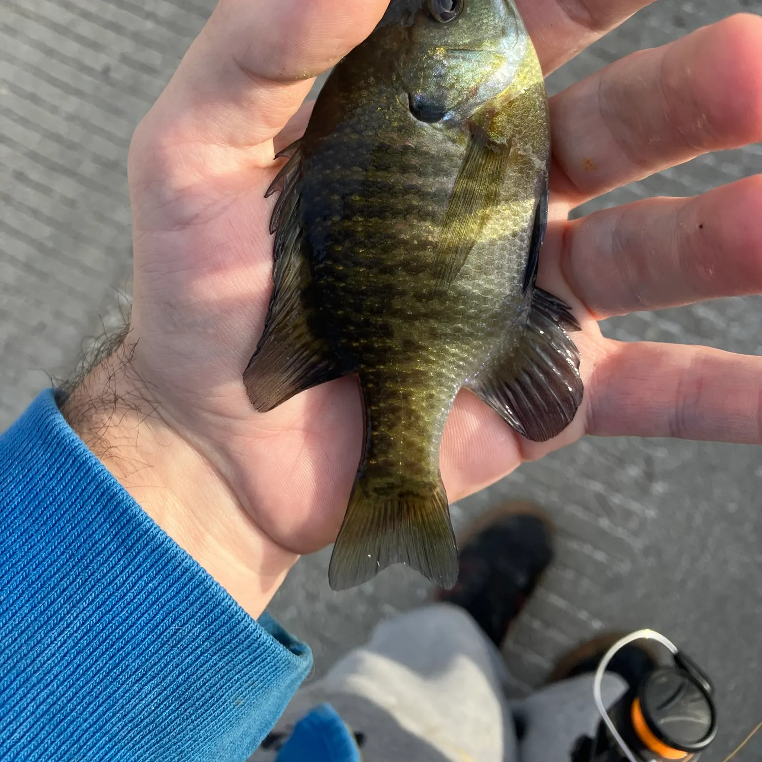 Bluegill caught on Fishbrain