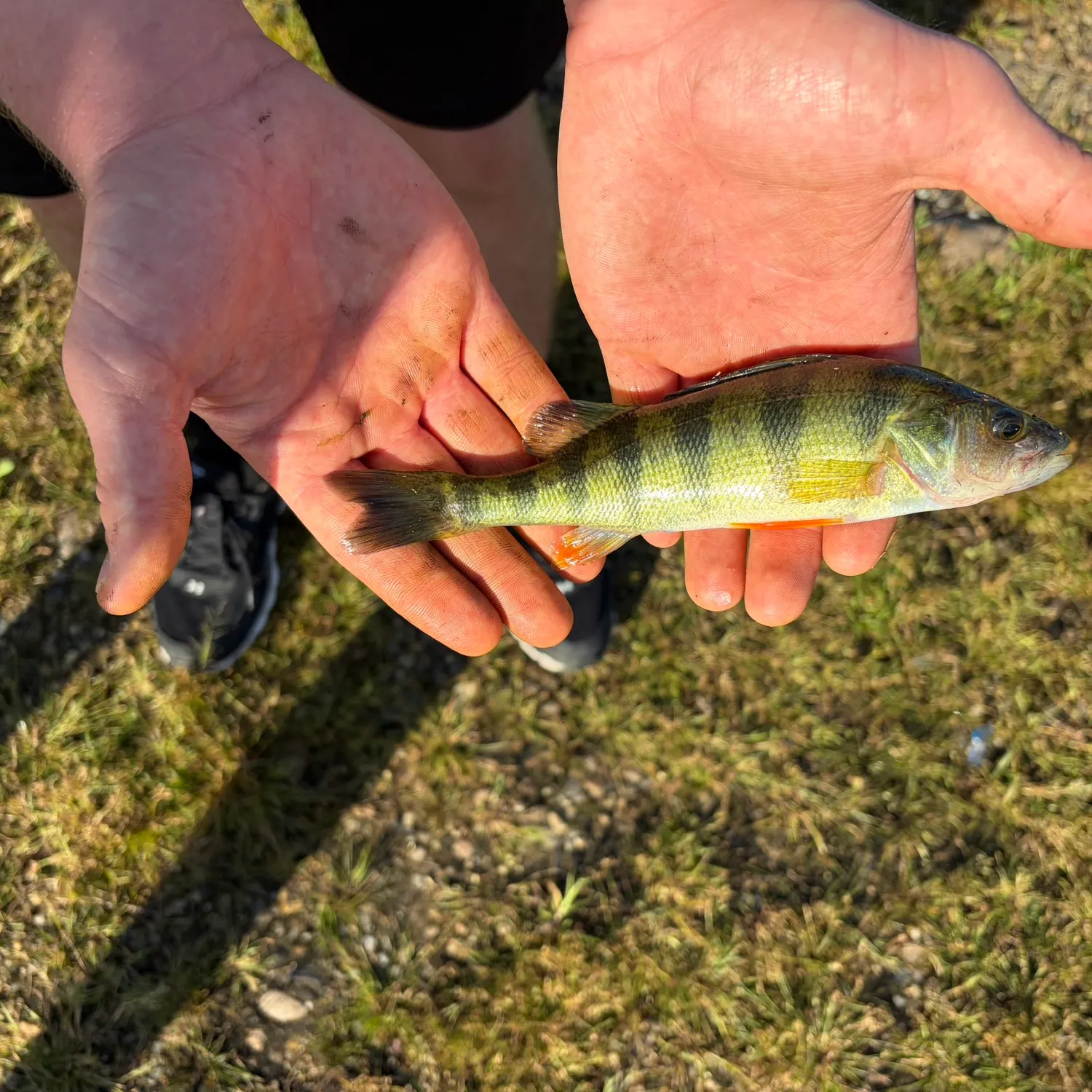 Yellow perch caught on Fishbrain