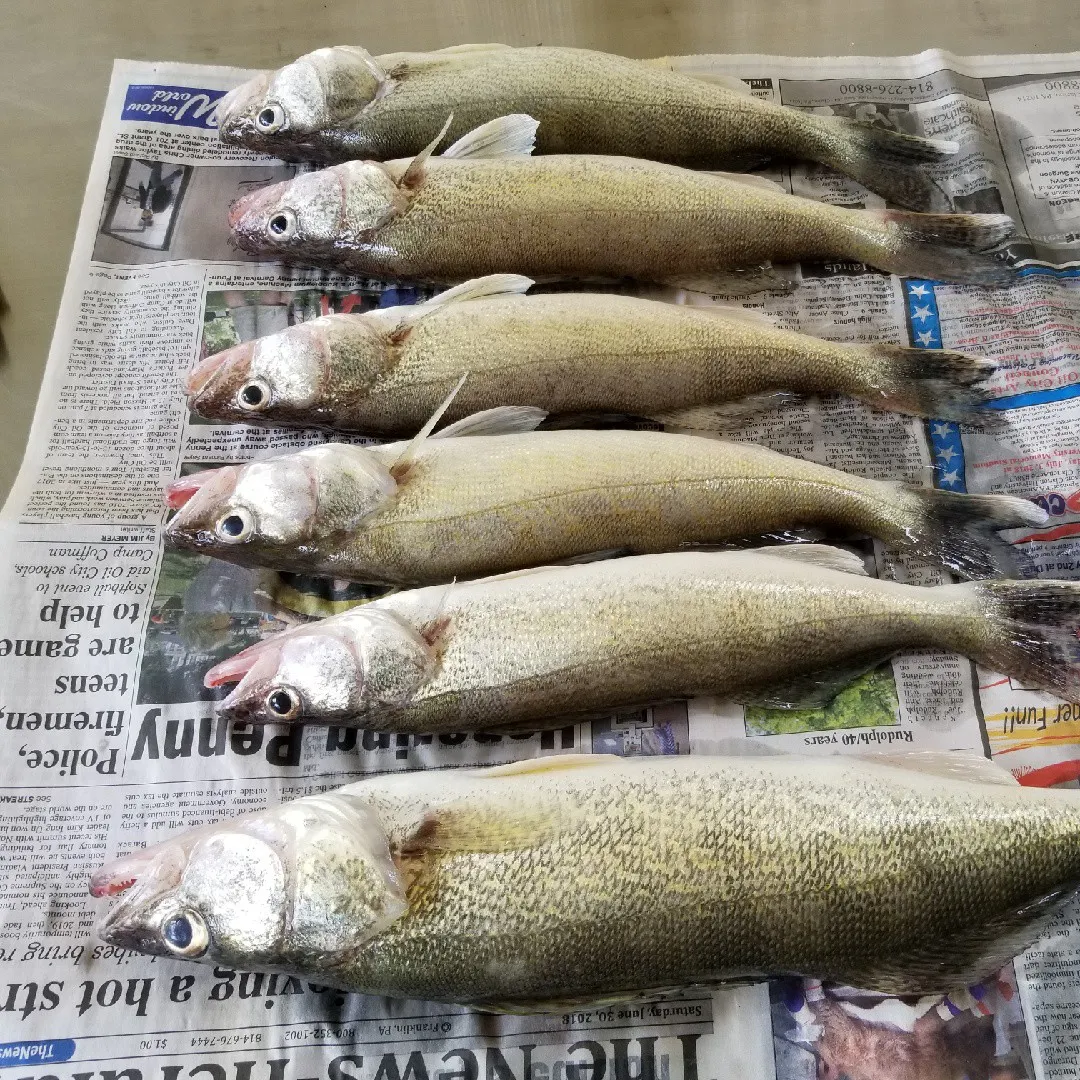 recently logged catches