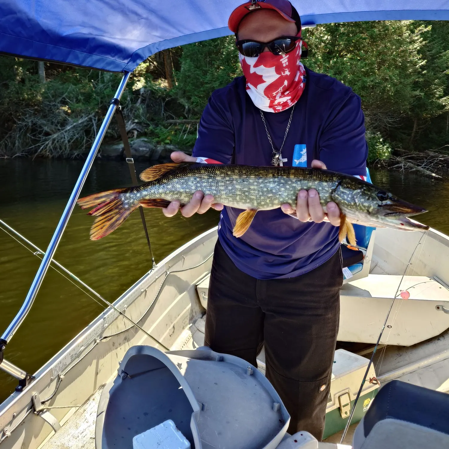 Northern pike caught on Fishbrain