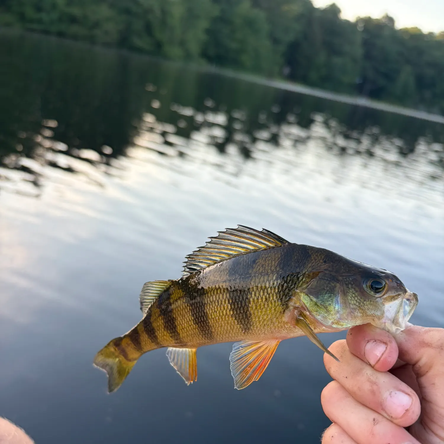 Yellow perch caught on Fishbrain