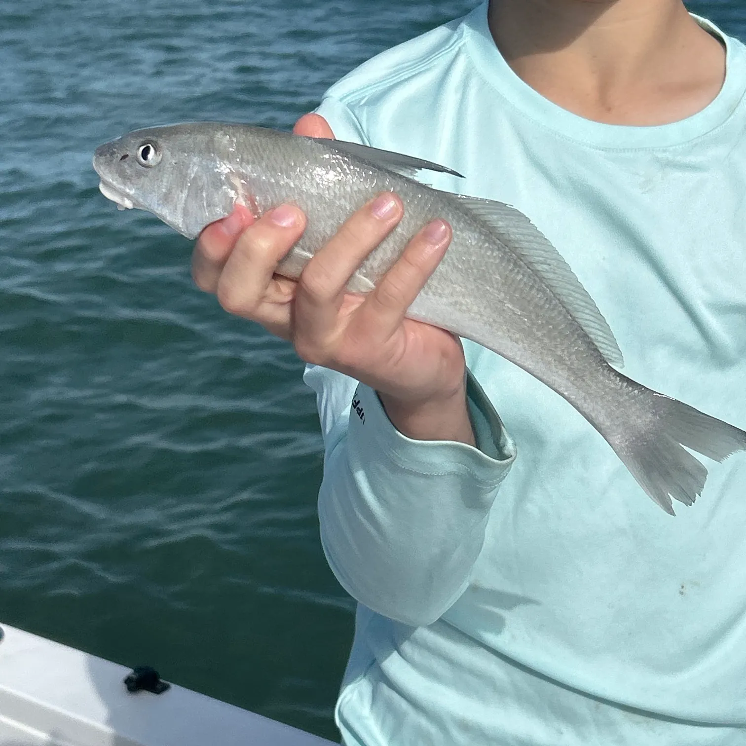 The most recent Southern kingcroaker catches on Fishbrain