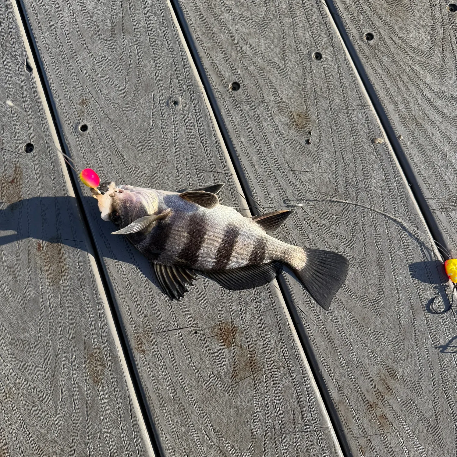 Black drum caught on Fishbrain