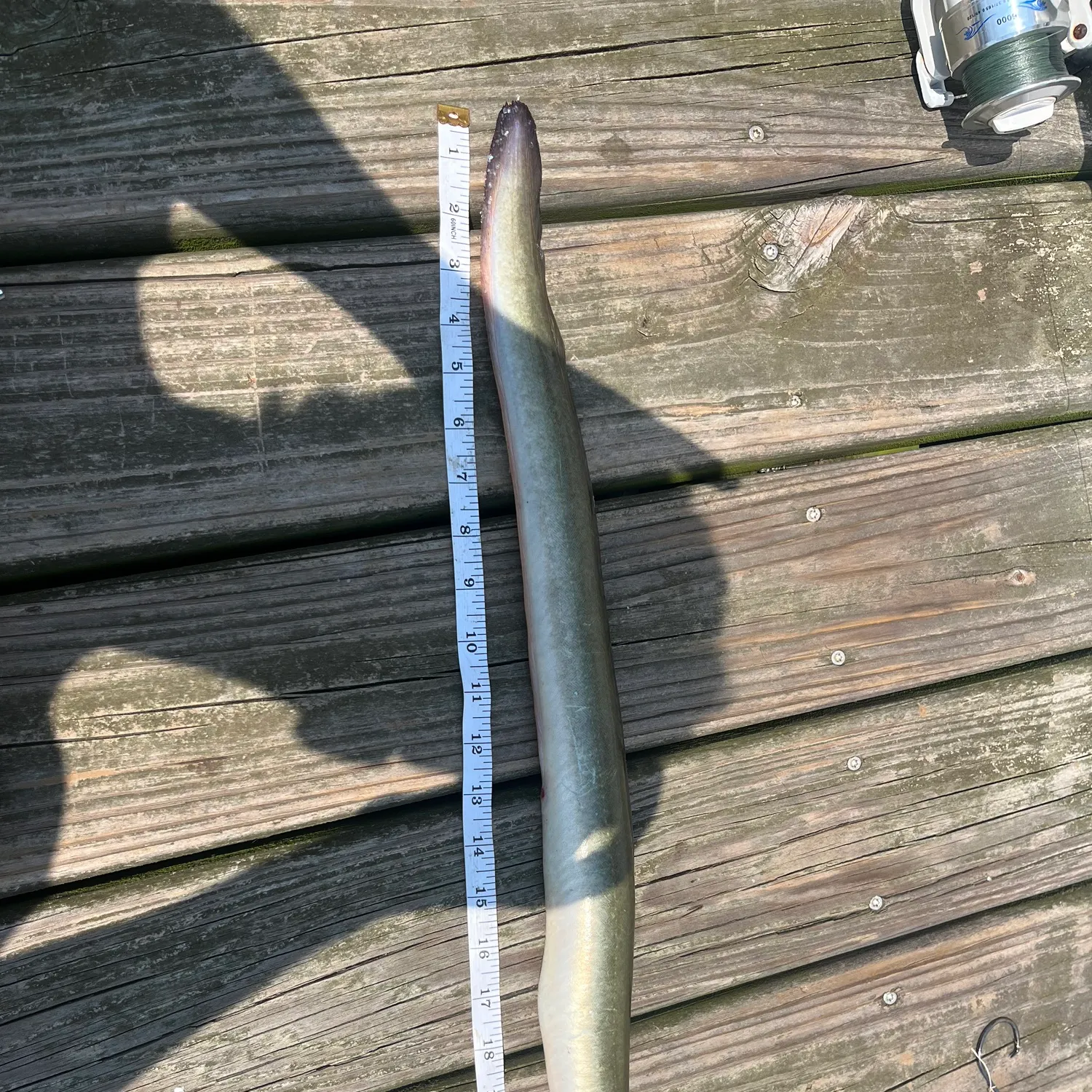 recently logged catches