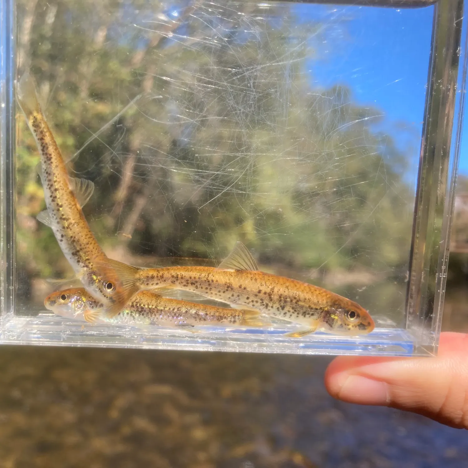 The most recent Silver chub catches on Fishbrain