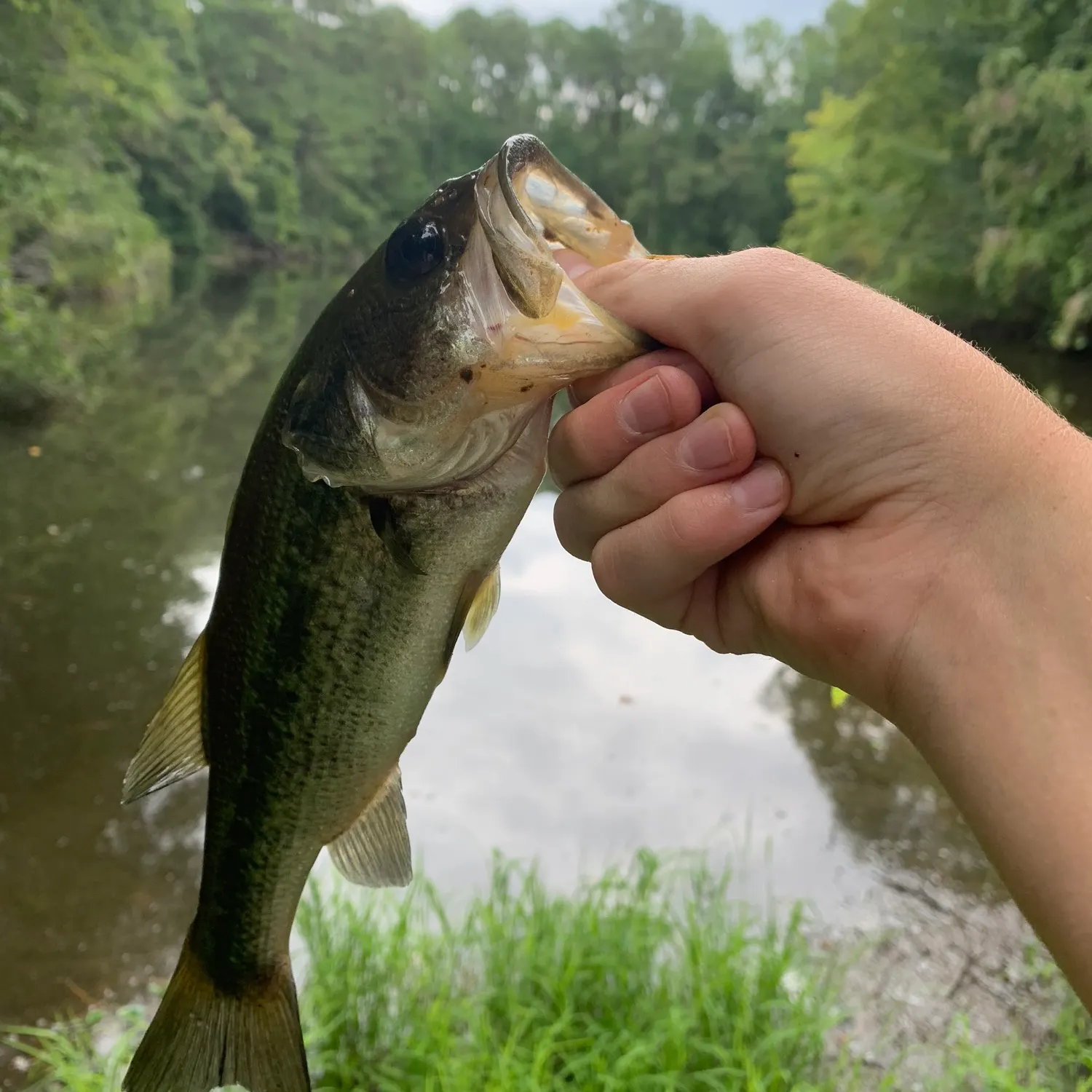 Largemouth bass caught on Fishbrain