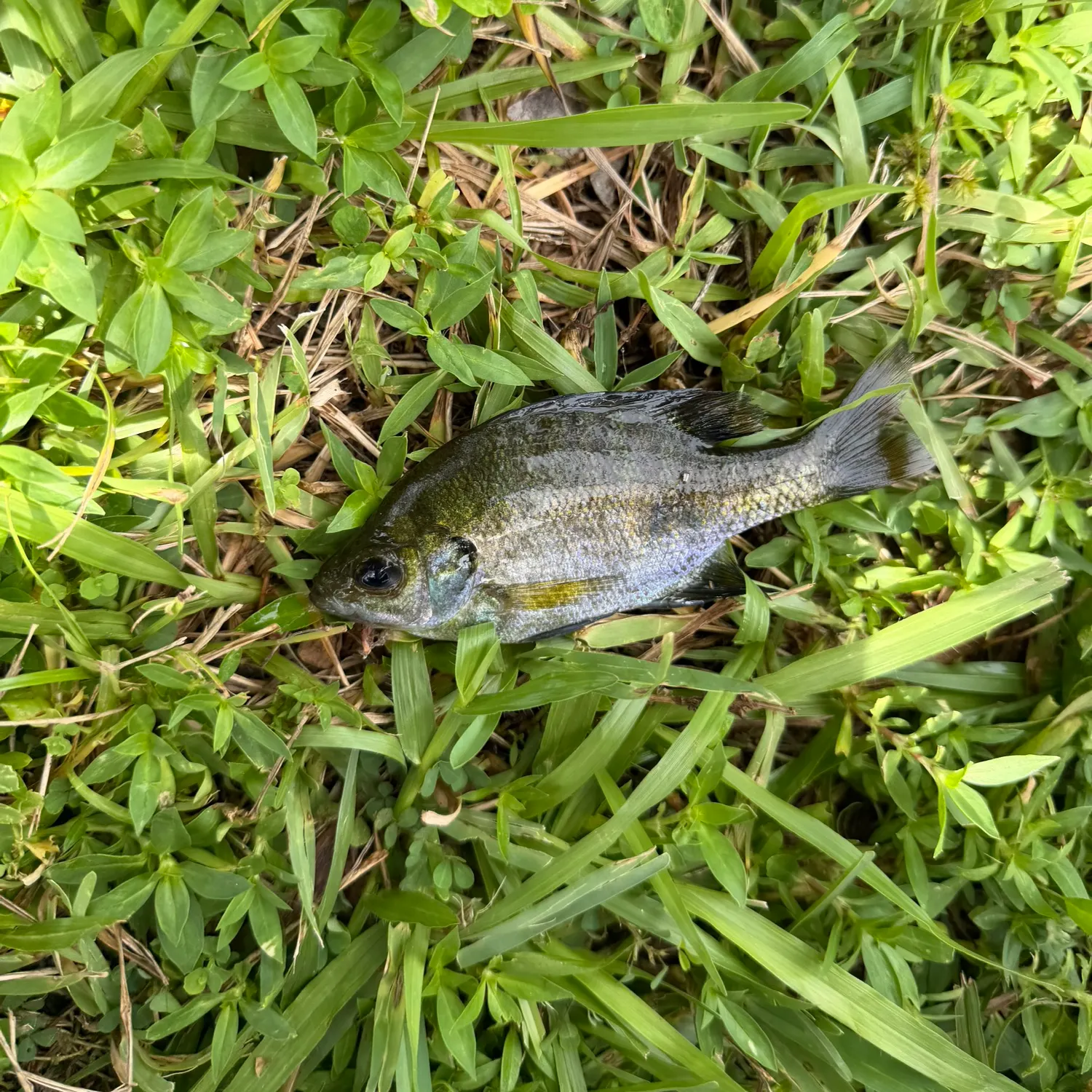 Fish caught on Fishbrain