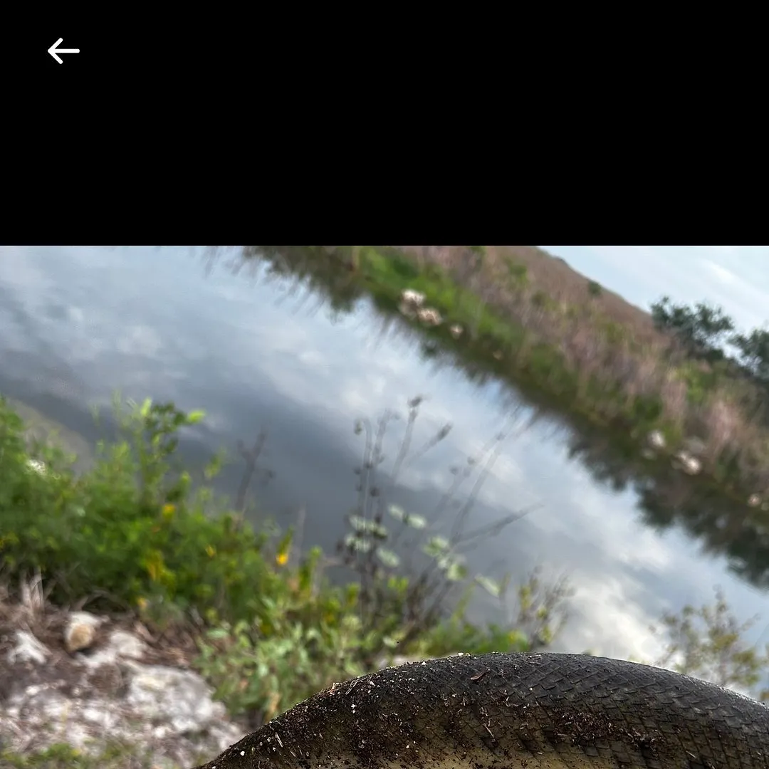 The most recent Florida gar catches on Fishbrain