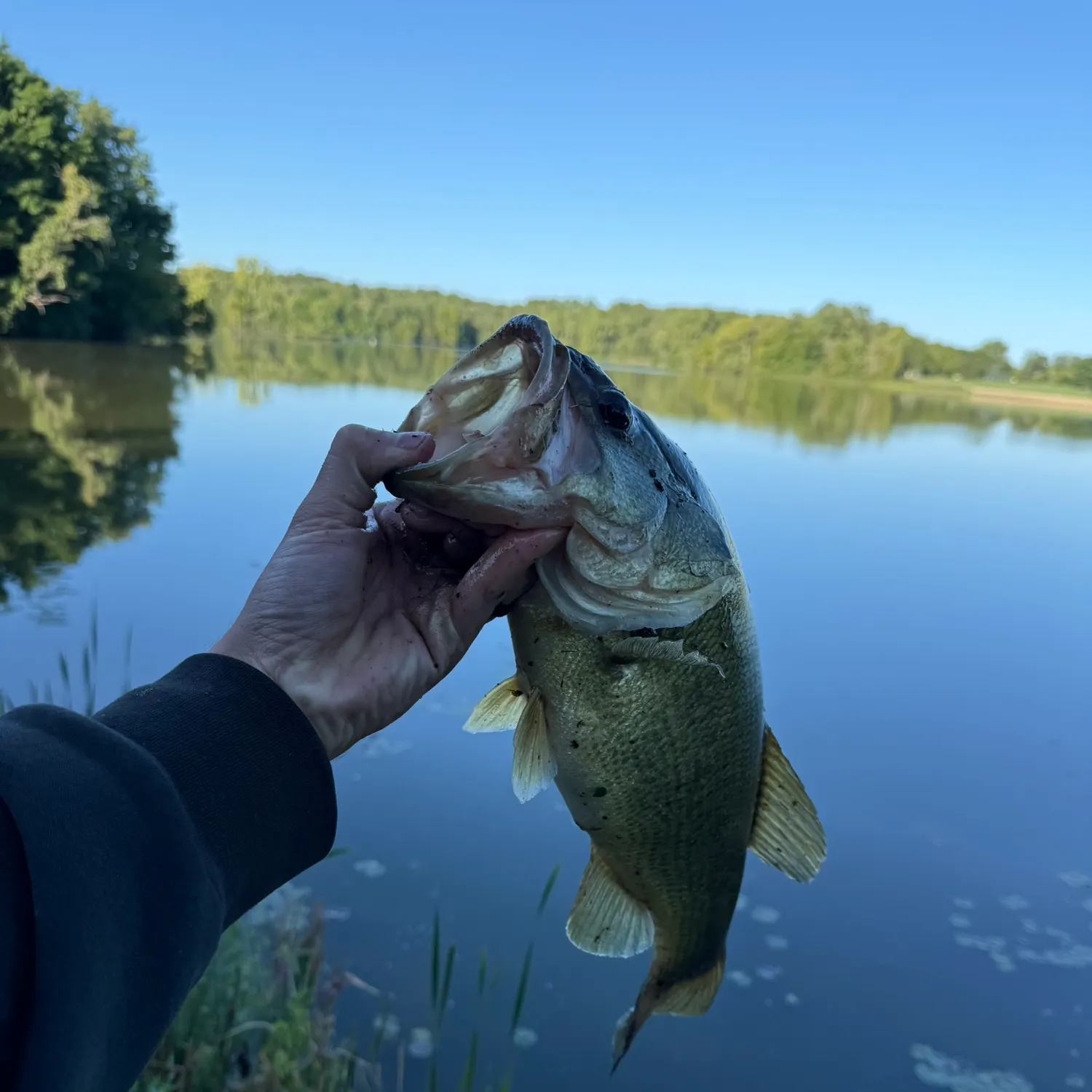 Largemouth bass caught on Fishbrain