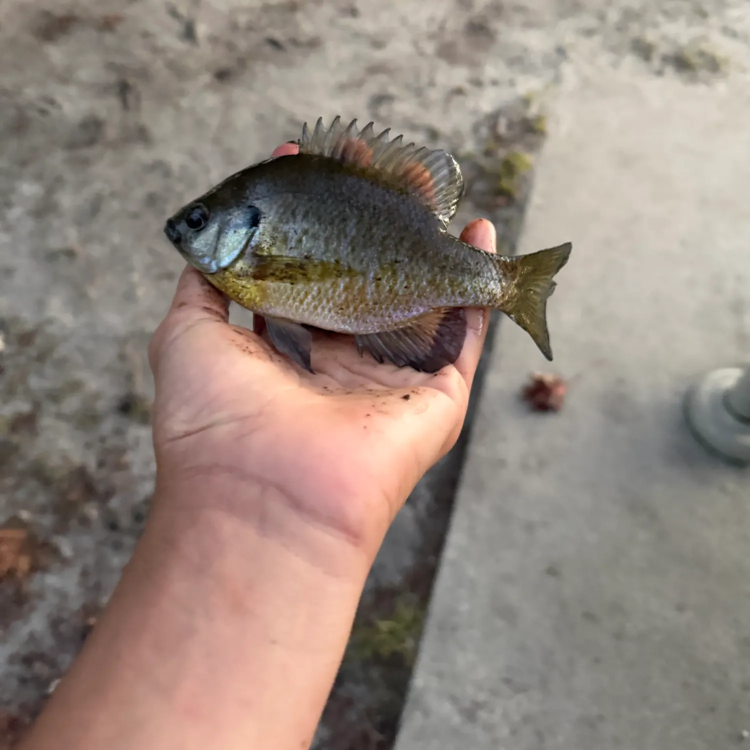 Bluegill caught on Fishbrain