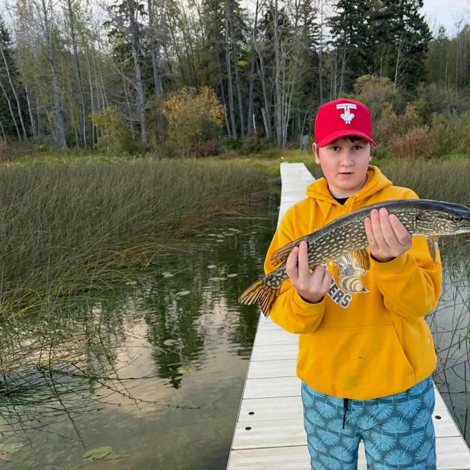 Northern pike caught on Fishbrain