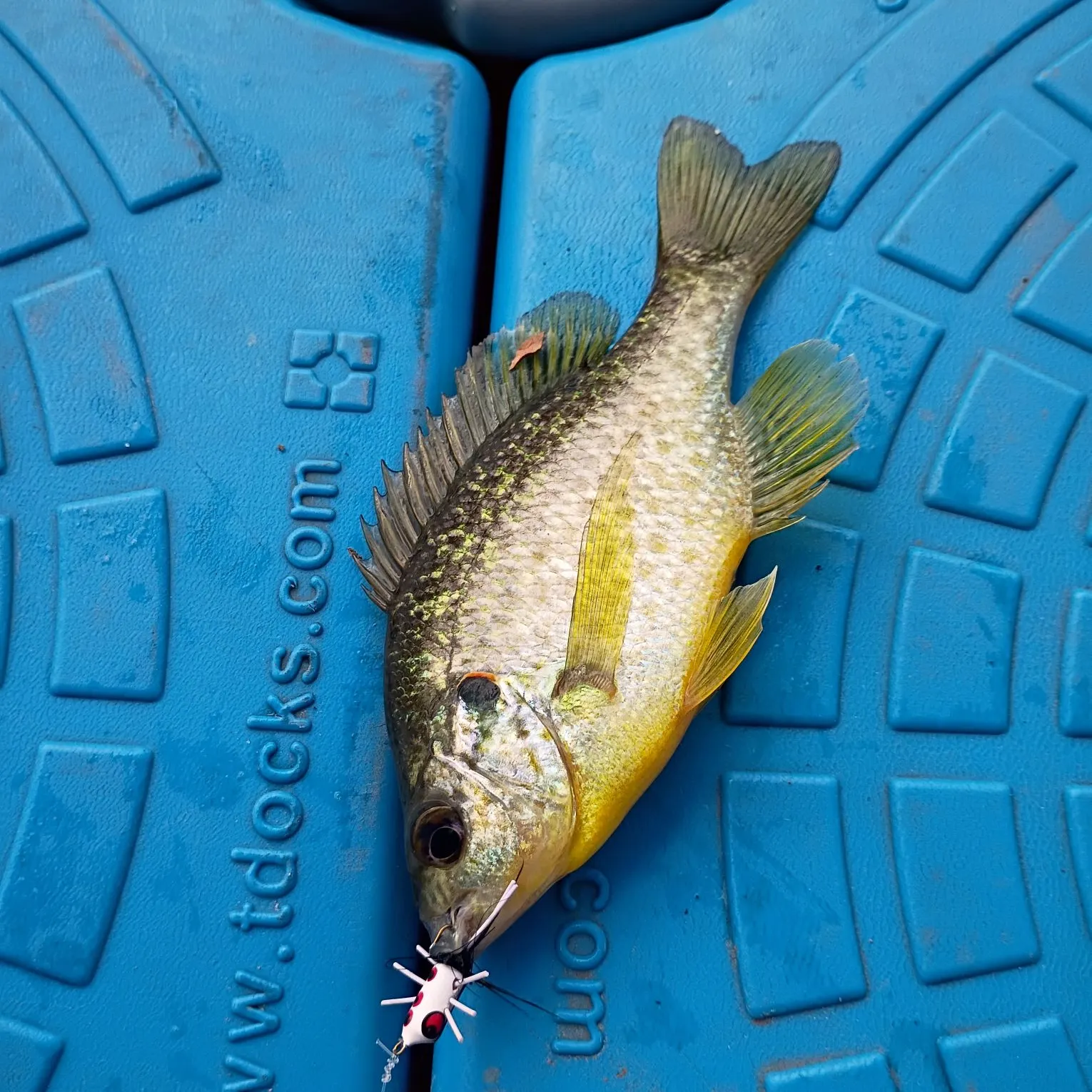 The most recent Orangespotted sunfish catches on Fishbrain