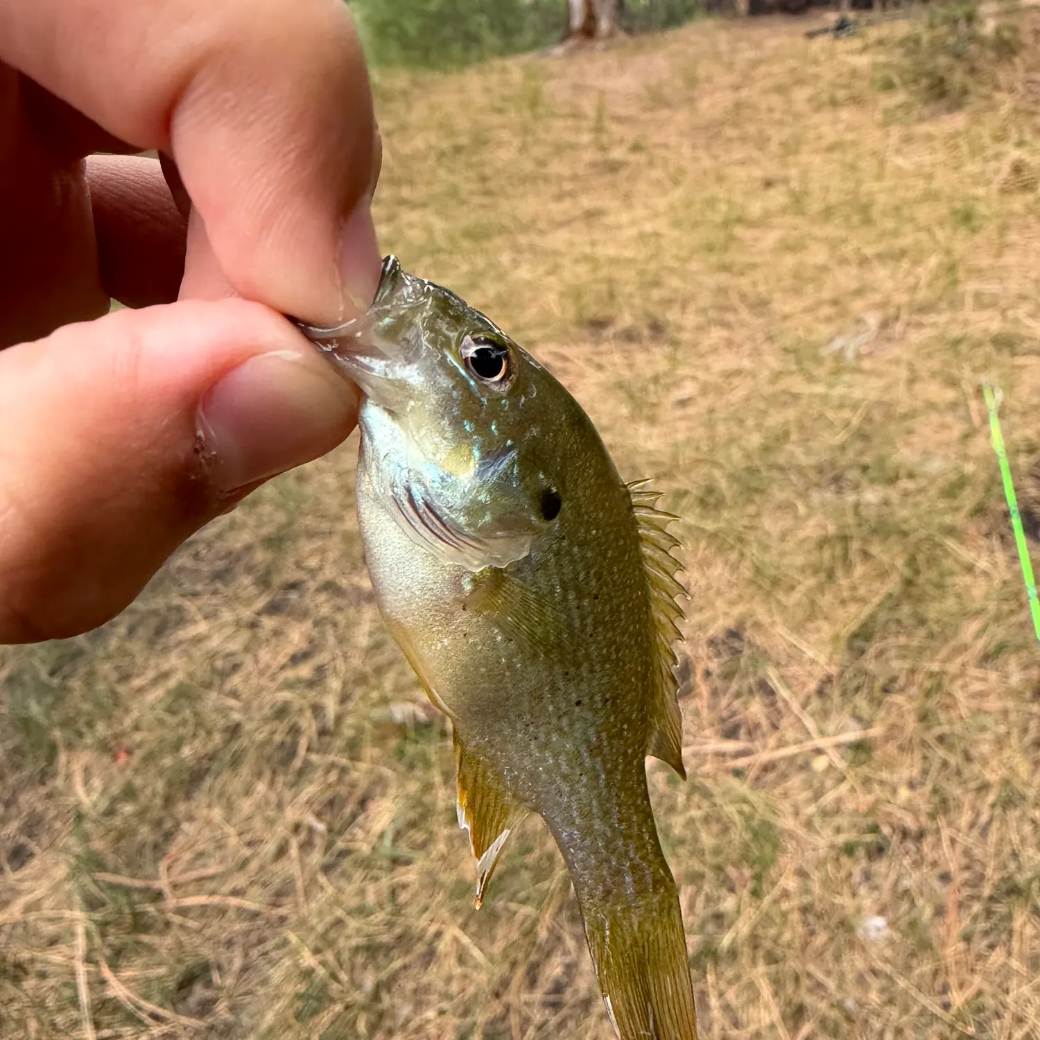Green sunfish caught on Fishbrain