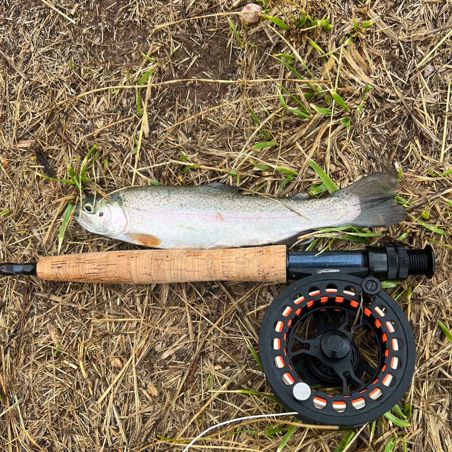 Rainbow trout caught on Fishbrain