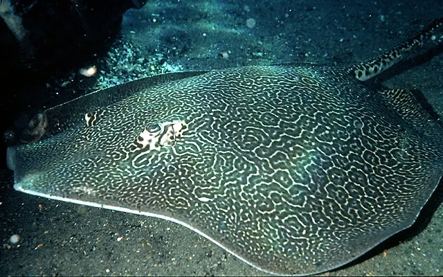 Honeycomb stingray