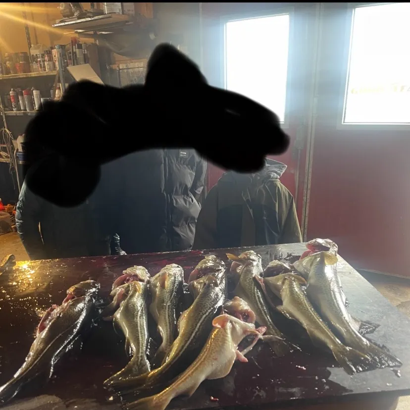 Atlantic cod caught on Fishbrain
