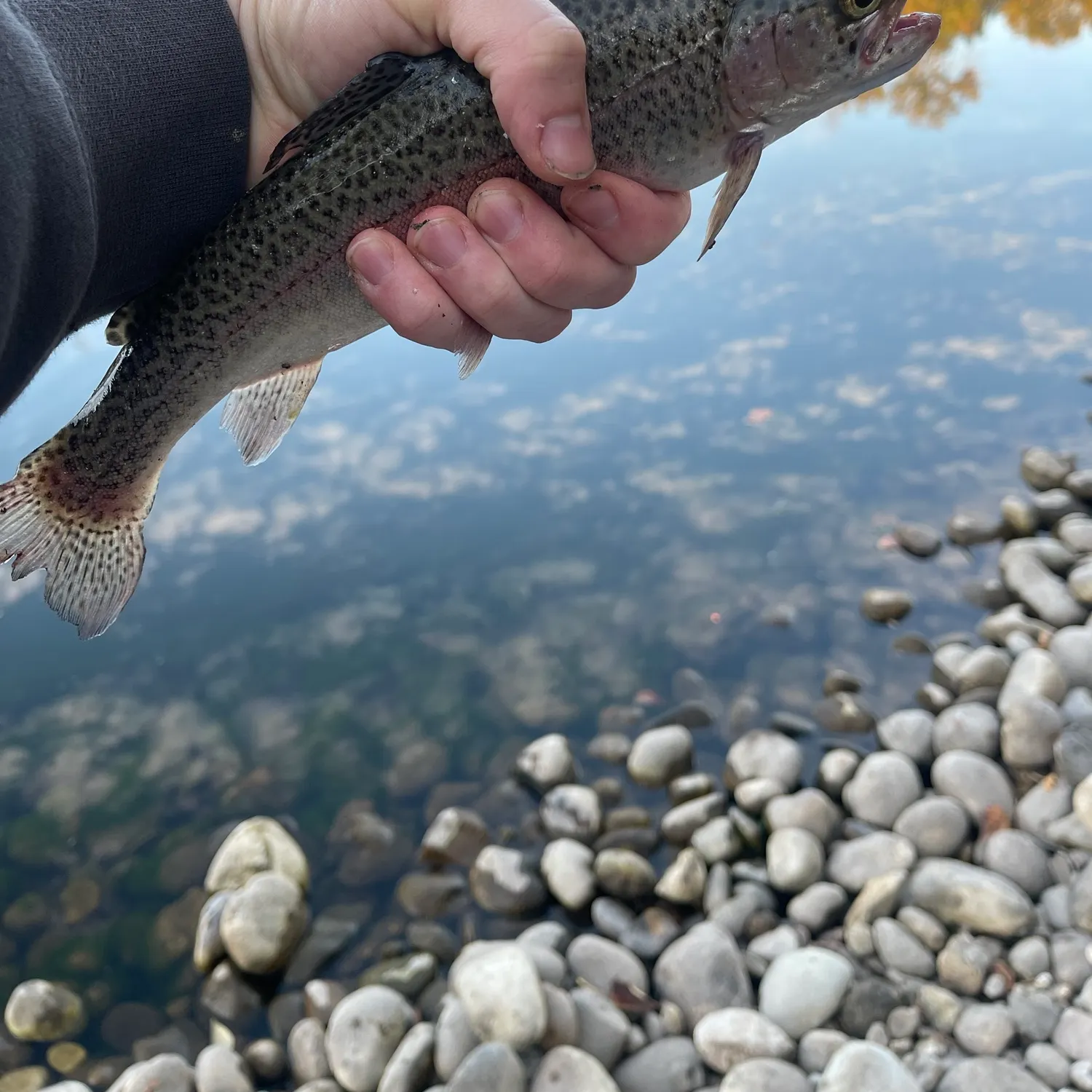Rainbow trout caught on Fishbrain