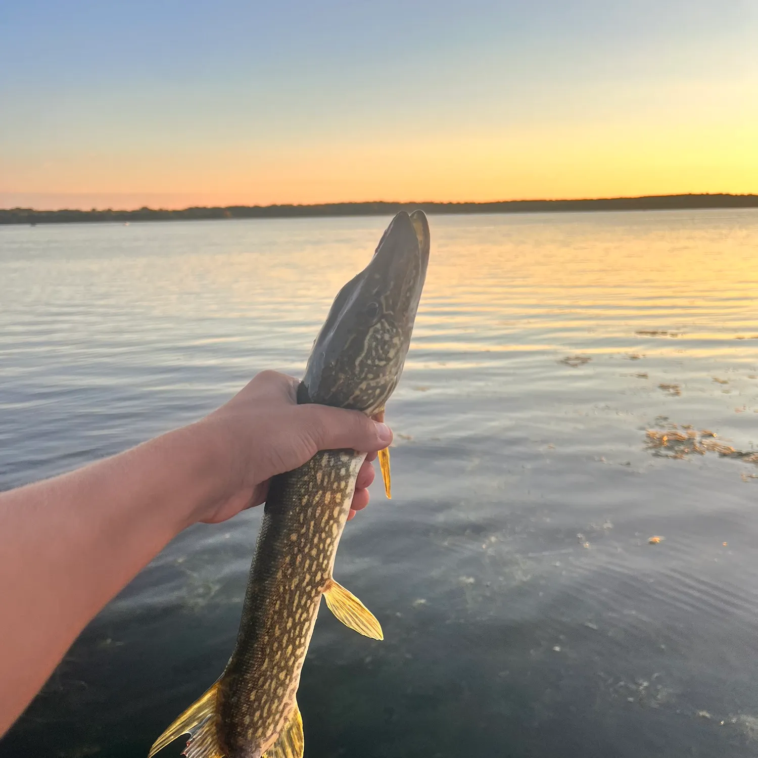 Northern pike caught on Fishbrain
