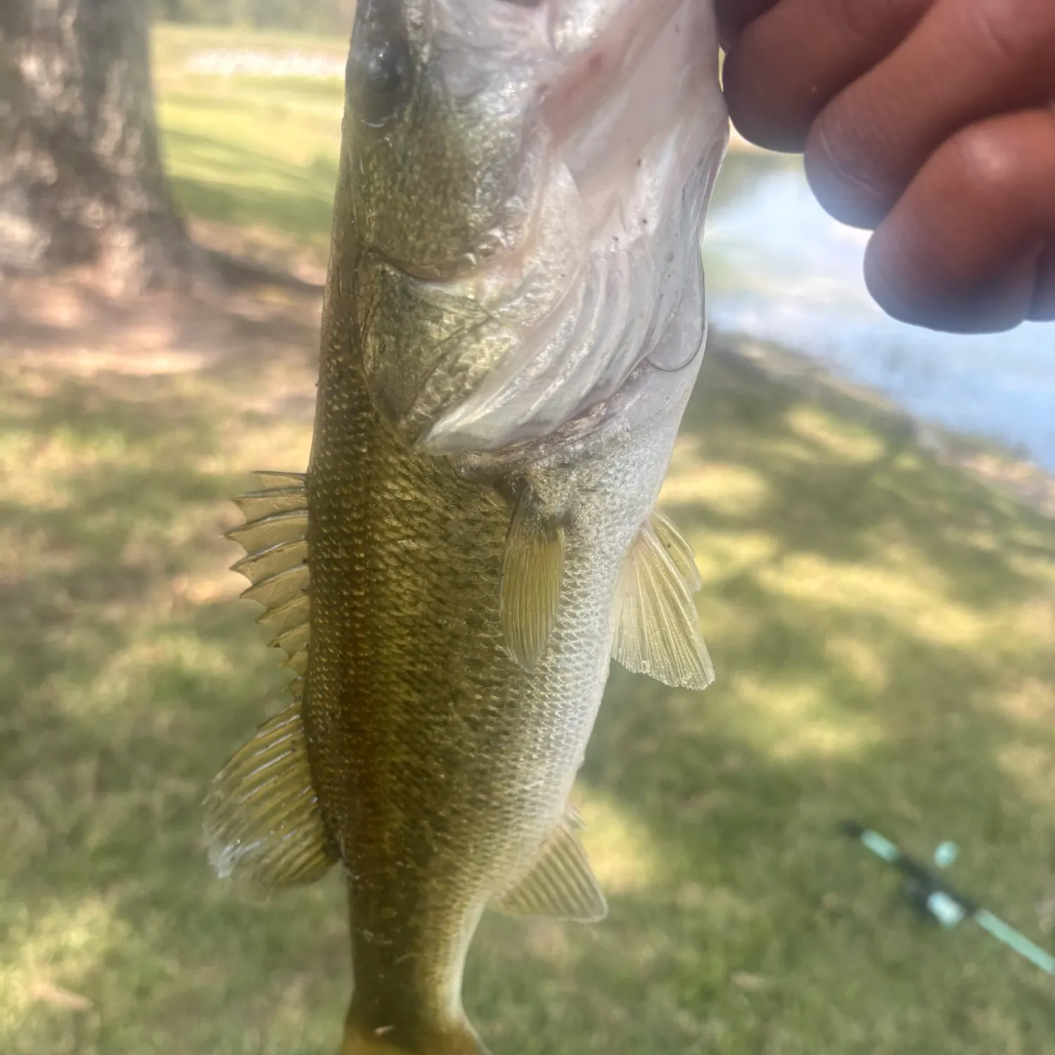 Spotted bass caught on Fishbrain