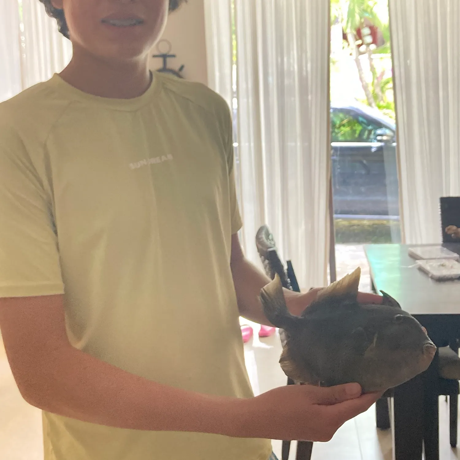 The most recent Grey triggerfish catches on Fishbrain
