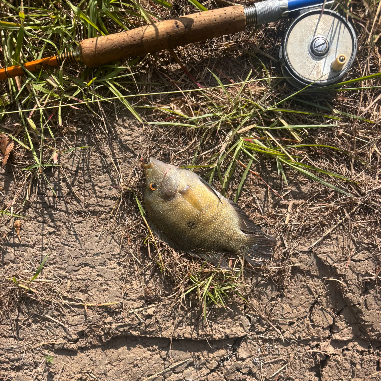 Rio Grande cichlid caught on Fishbrain