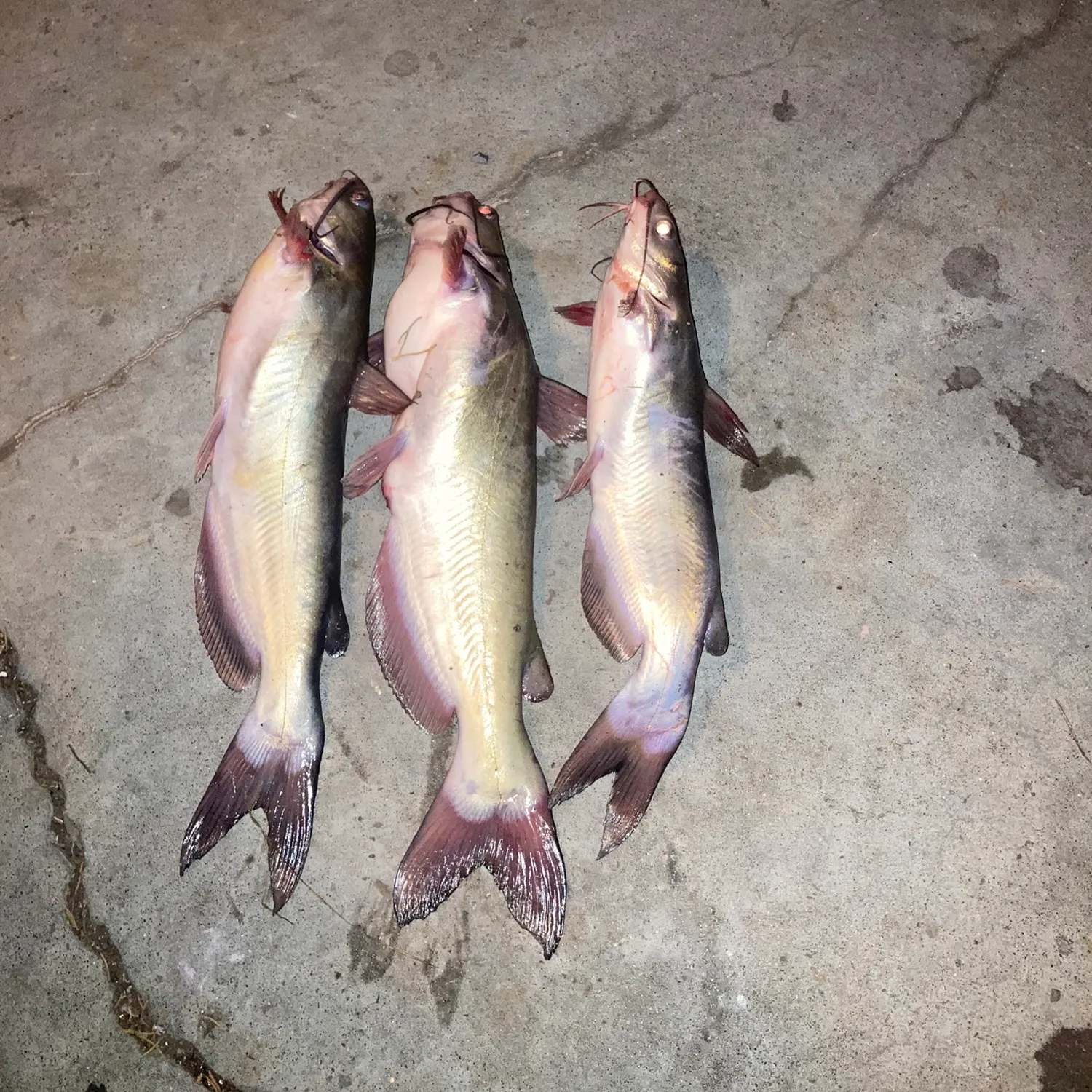 recently logged catches