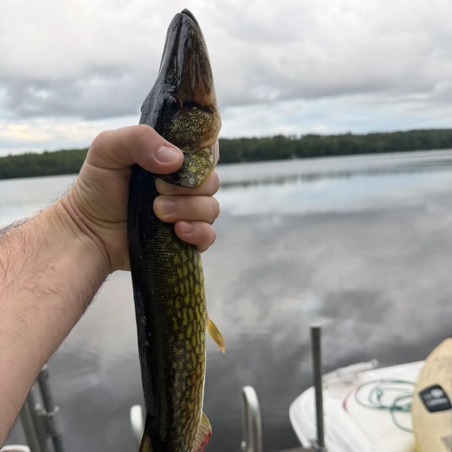 Chain pickerel caught on Fishbrain