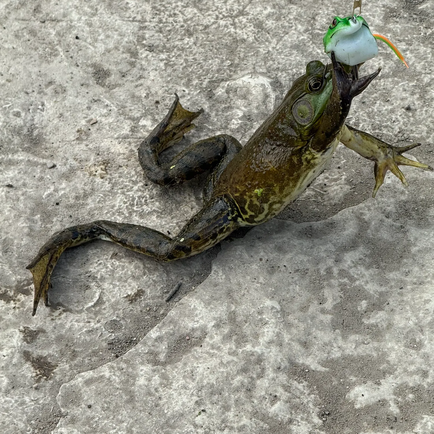American bullfrog caught on Fishbrain