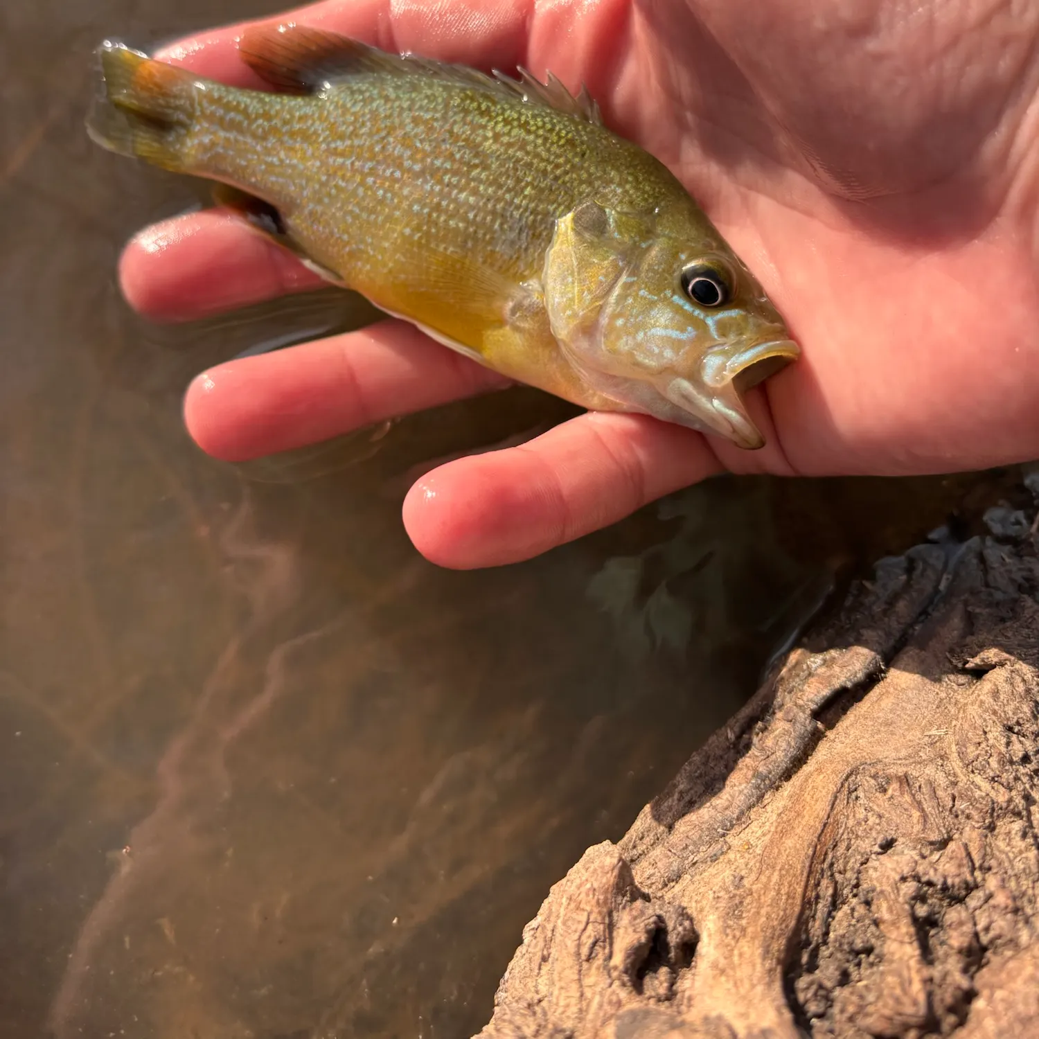 Green sunfish caught on Fishbrain