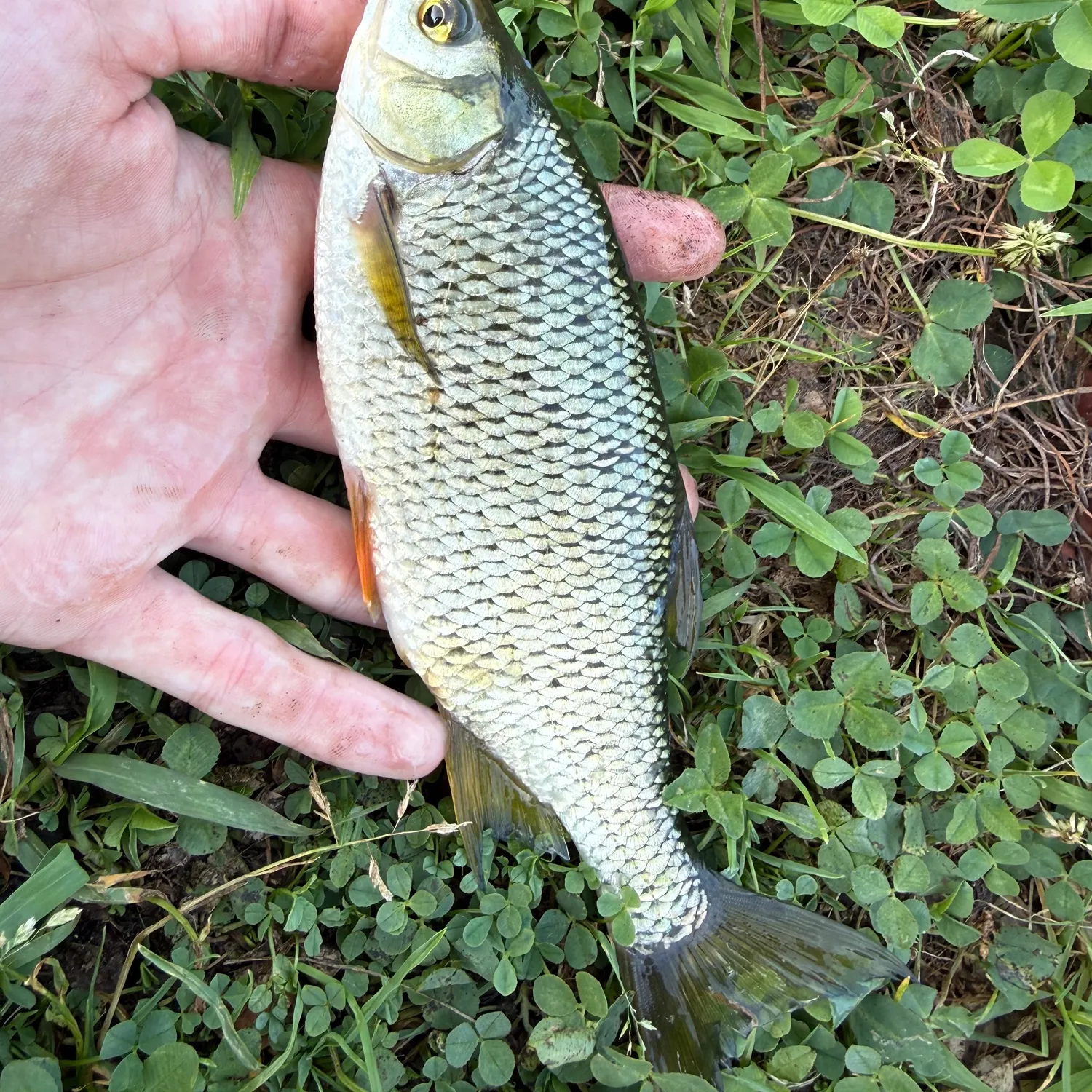The most recent Golden shiner catches on Fishbrain