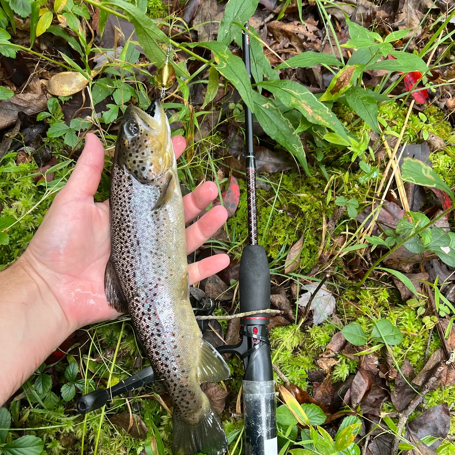 Brown trout caught on Fishbrain