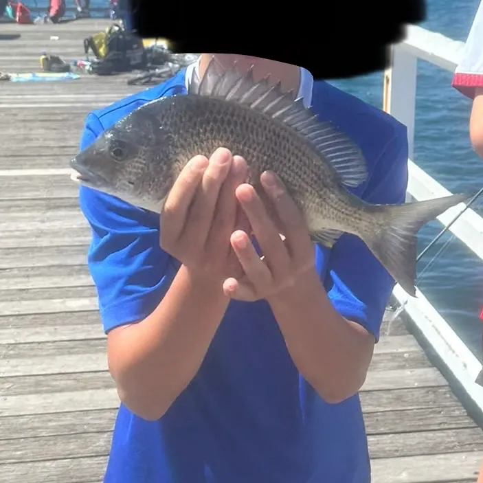 Surf bream caught on Fishbrain