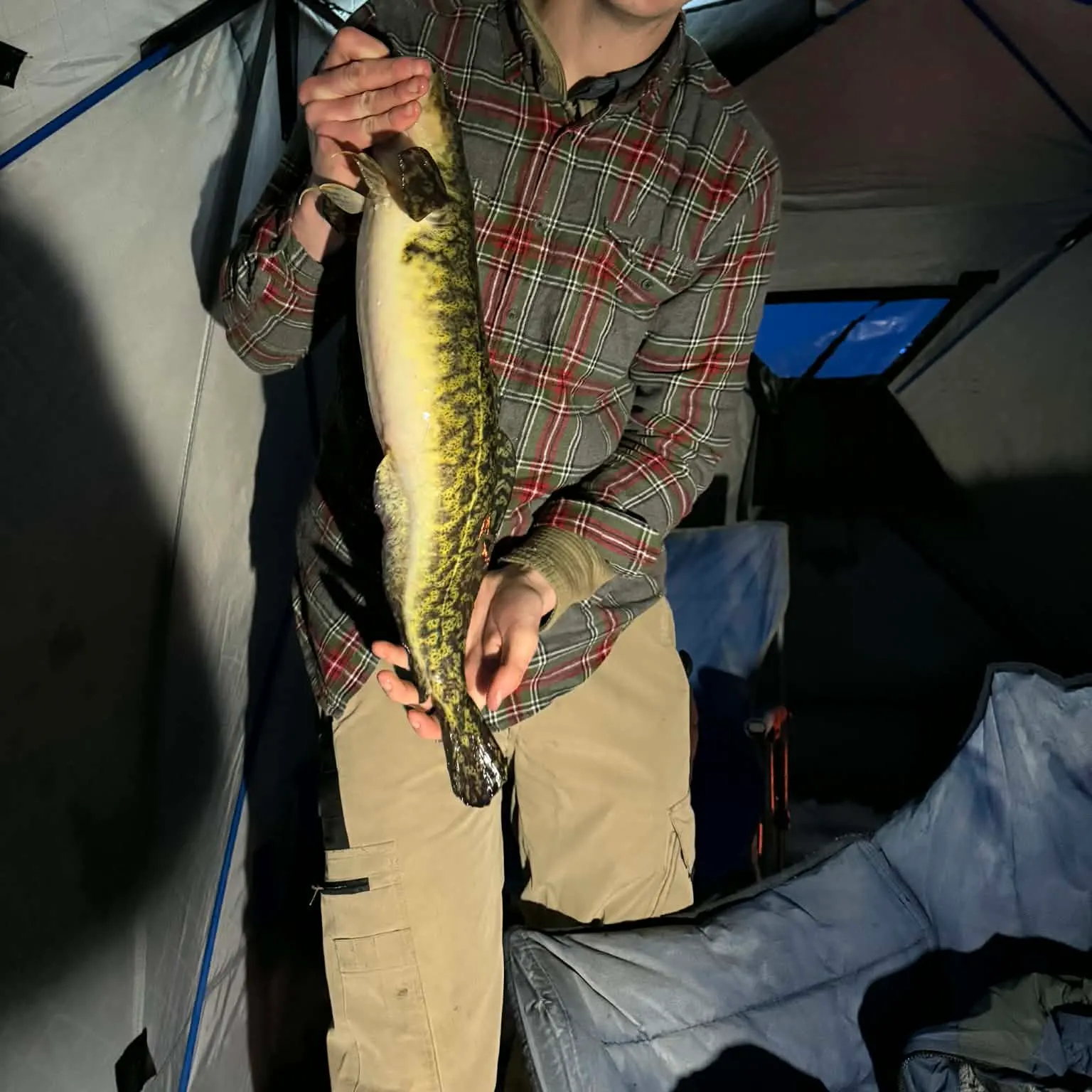 The most recent Burbot catches on Fishbrain