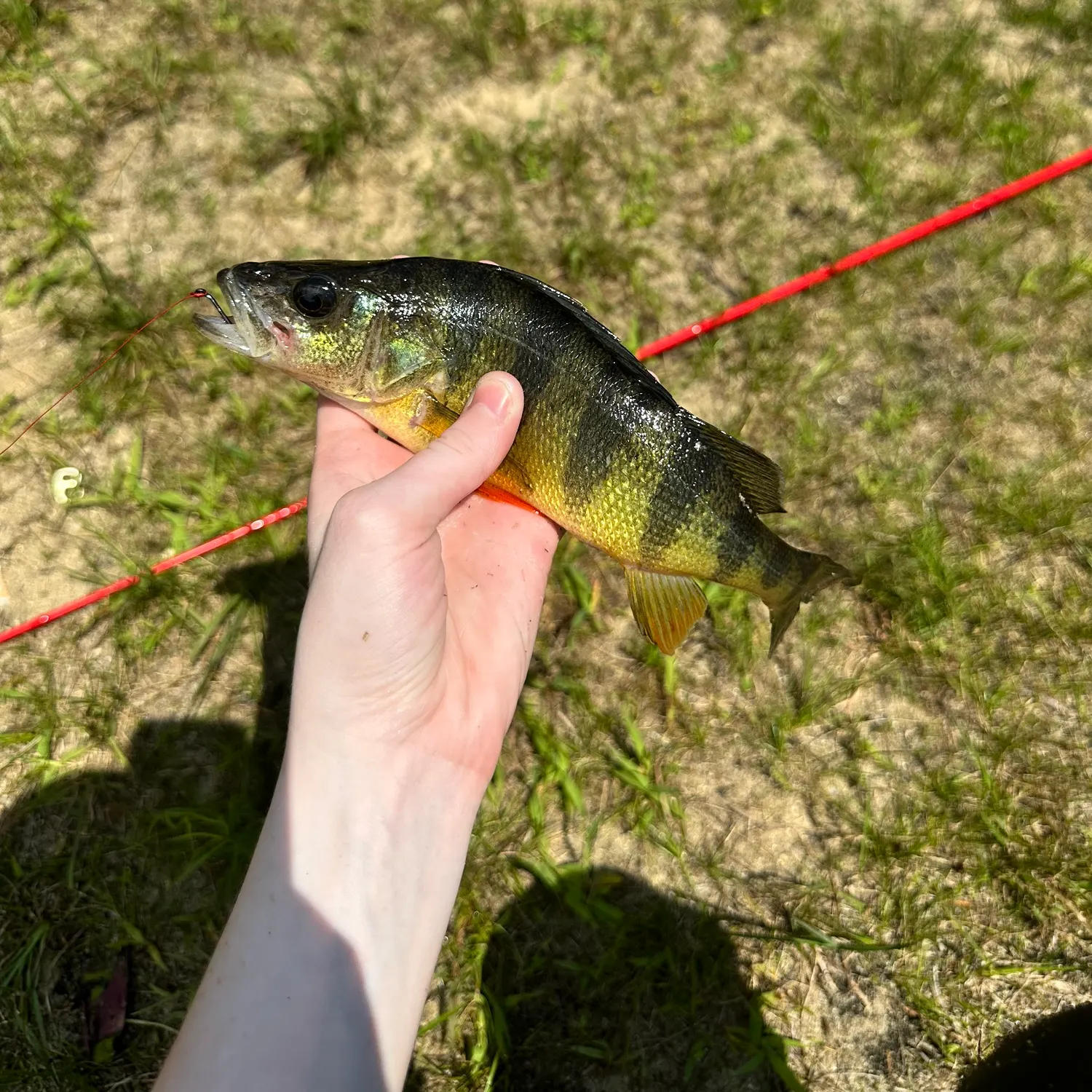 Yellow perch caught on Fishbrain