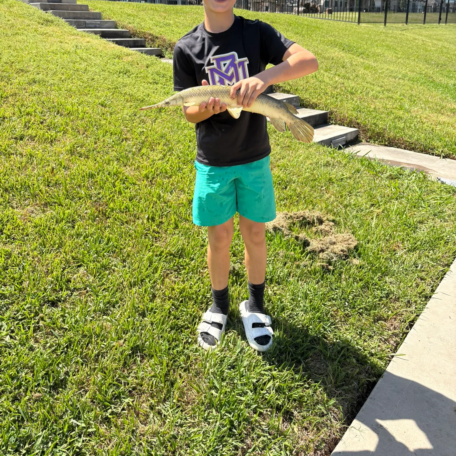The most recent Shortnose gar catches on Fishbrain