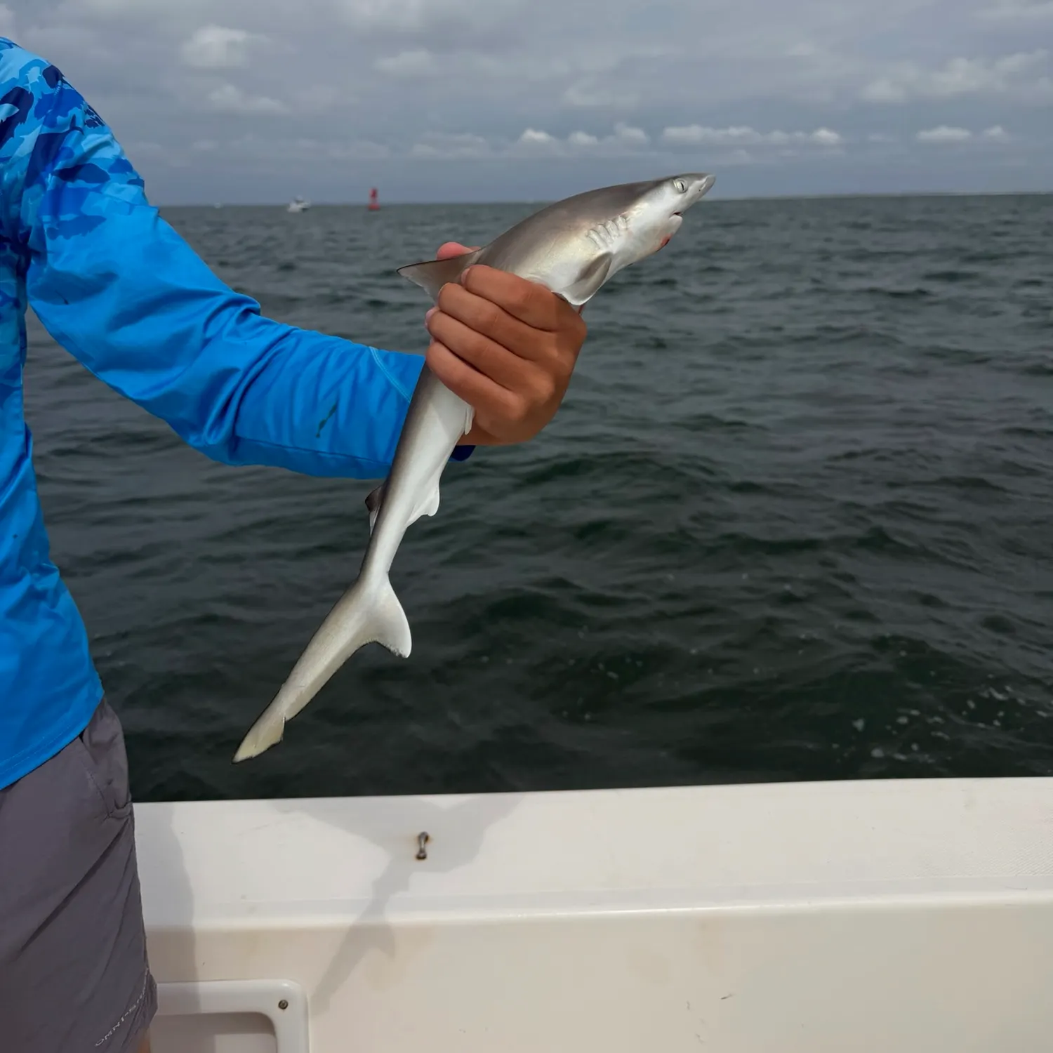 The most recent Atlantic sharpnose shark catches on Fishbrain