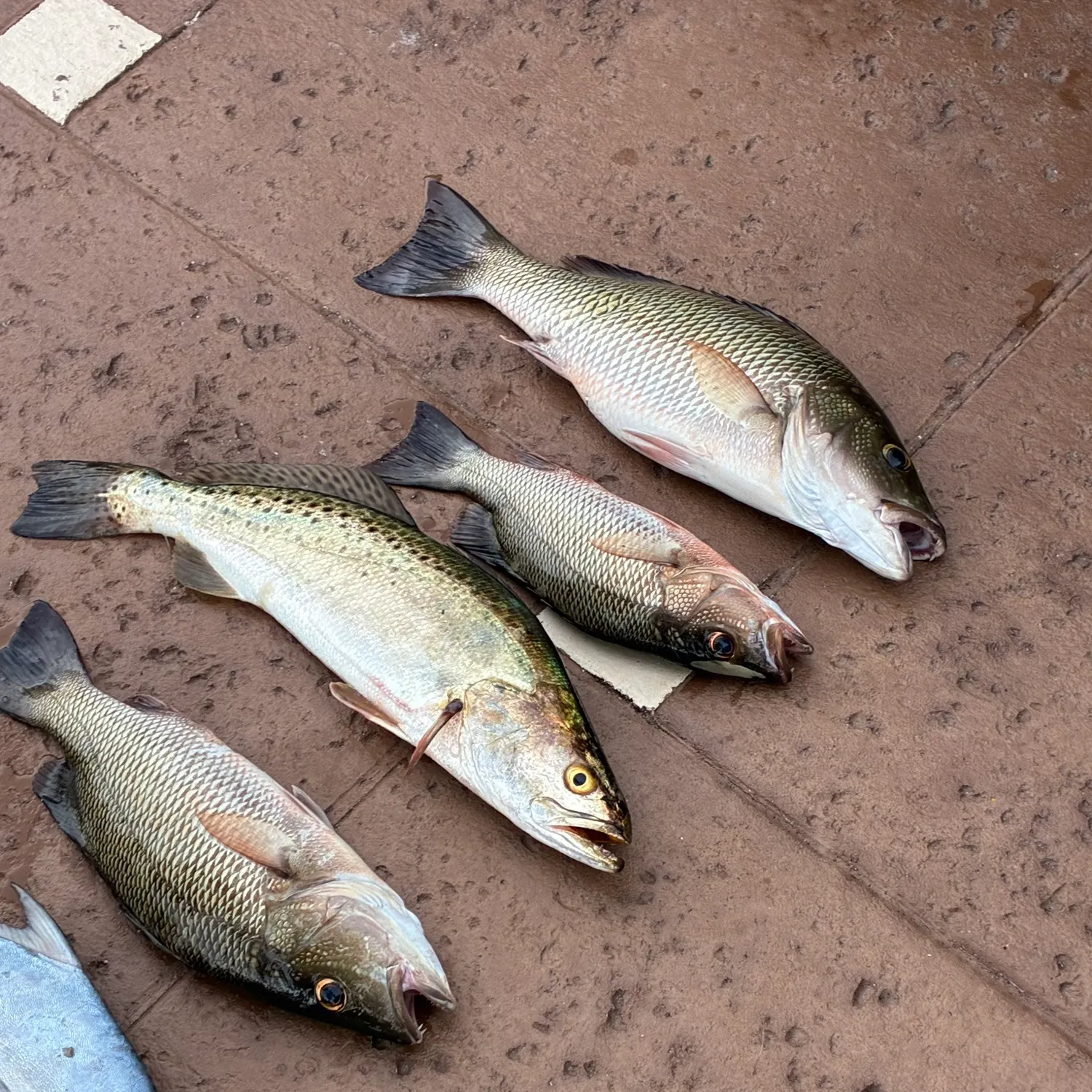 The most recent European seabass catches on Fishbrain