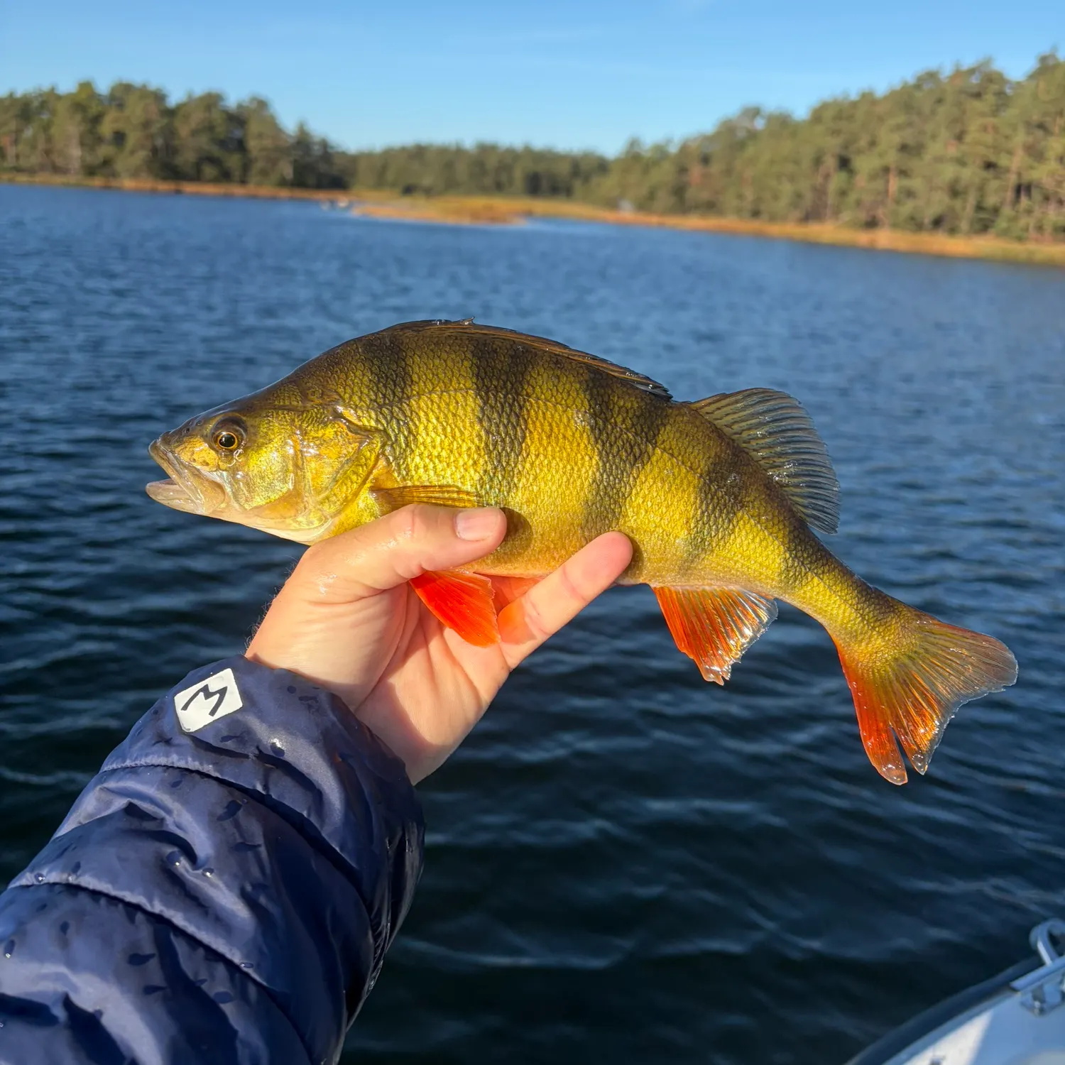 European perch caught on Fishbrain
