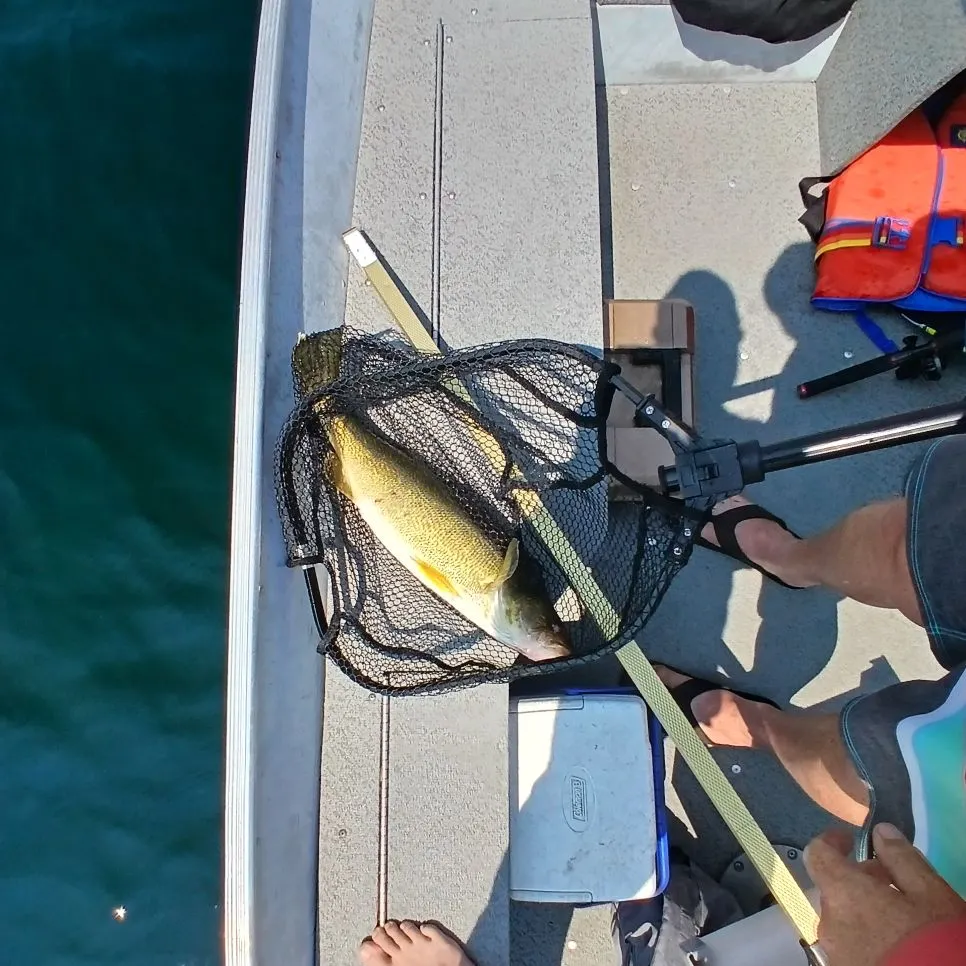 Walleye caught on Fishbrain