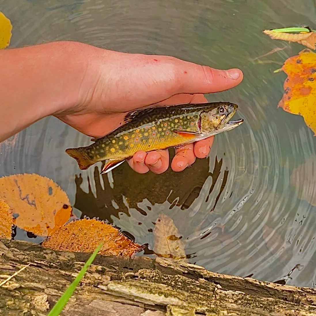 Brook trout caught on Fishbrain