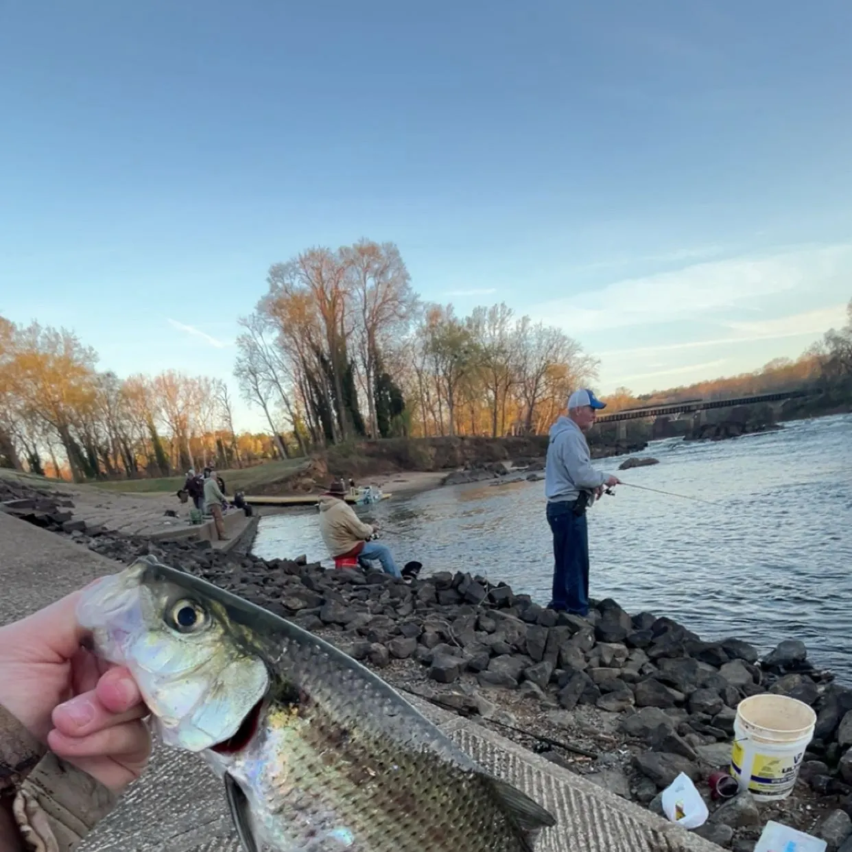 The most recent Hickory shad catches on Fishbrain