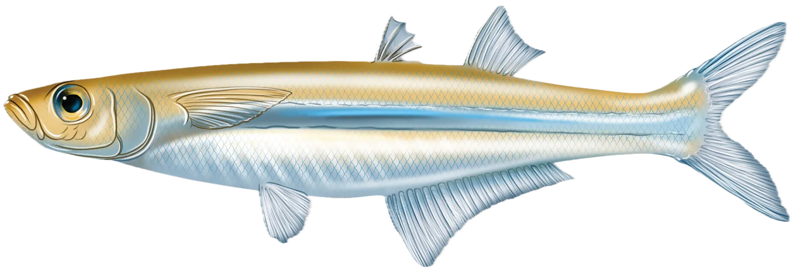 Atlantic silverside