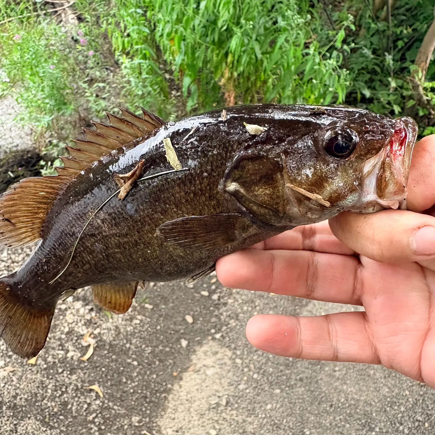 catch