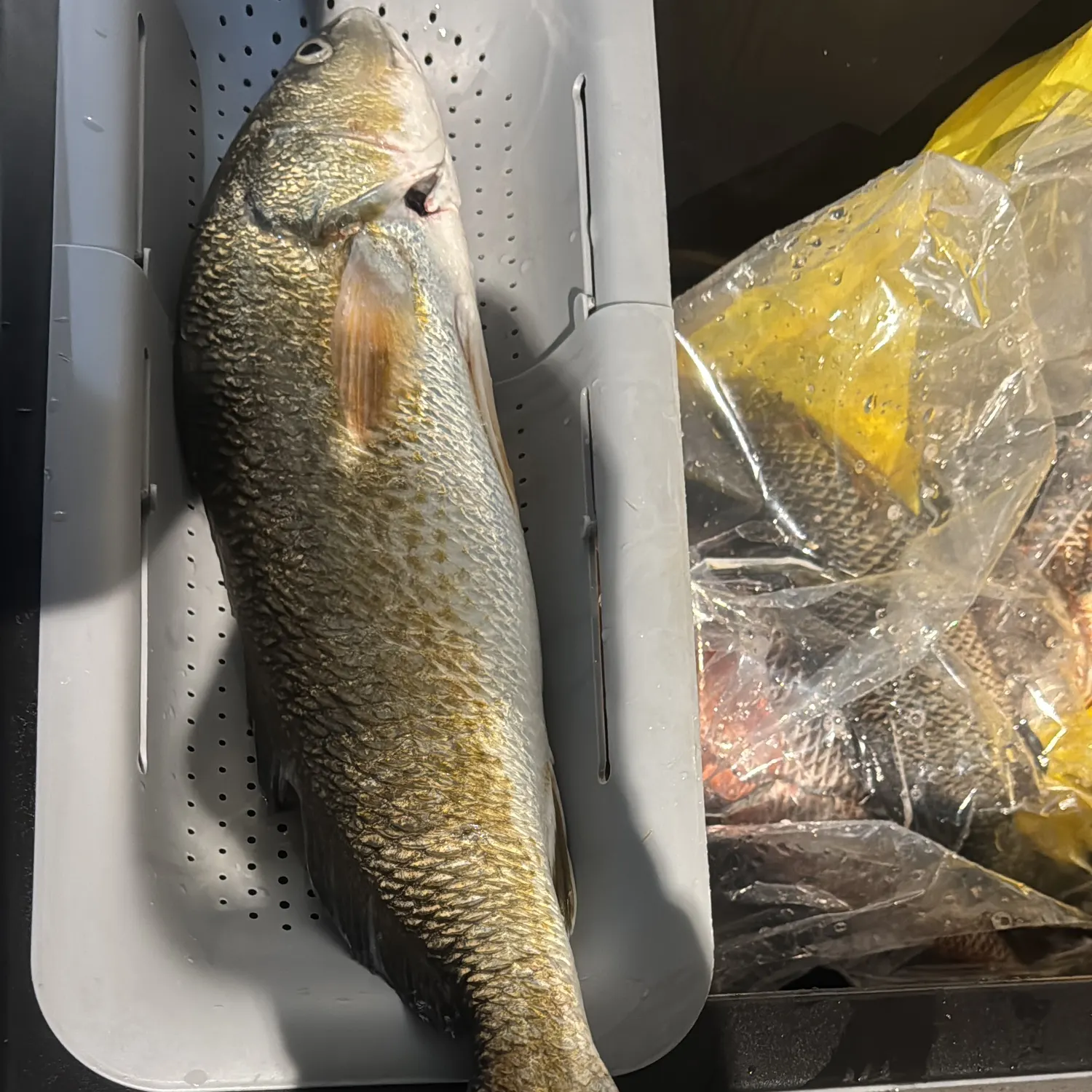 The most recent Blackspotted croaker catches on Fishbrain