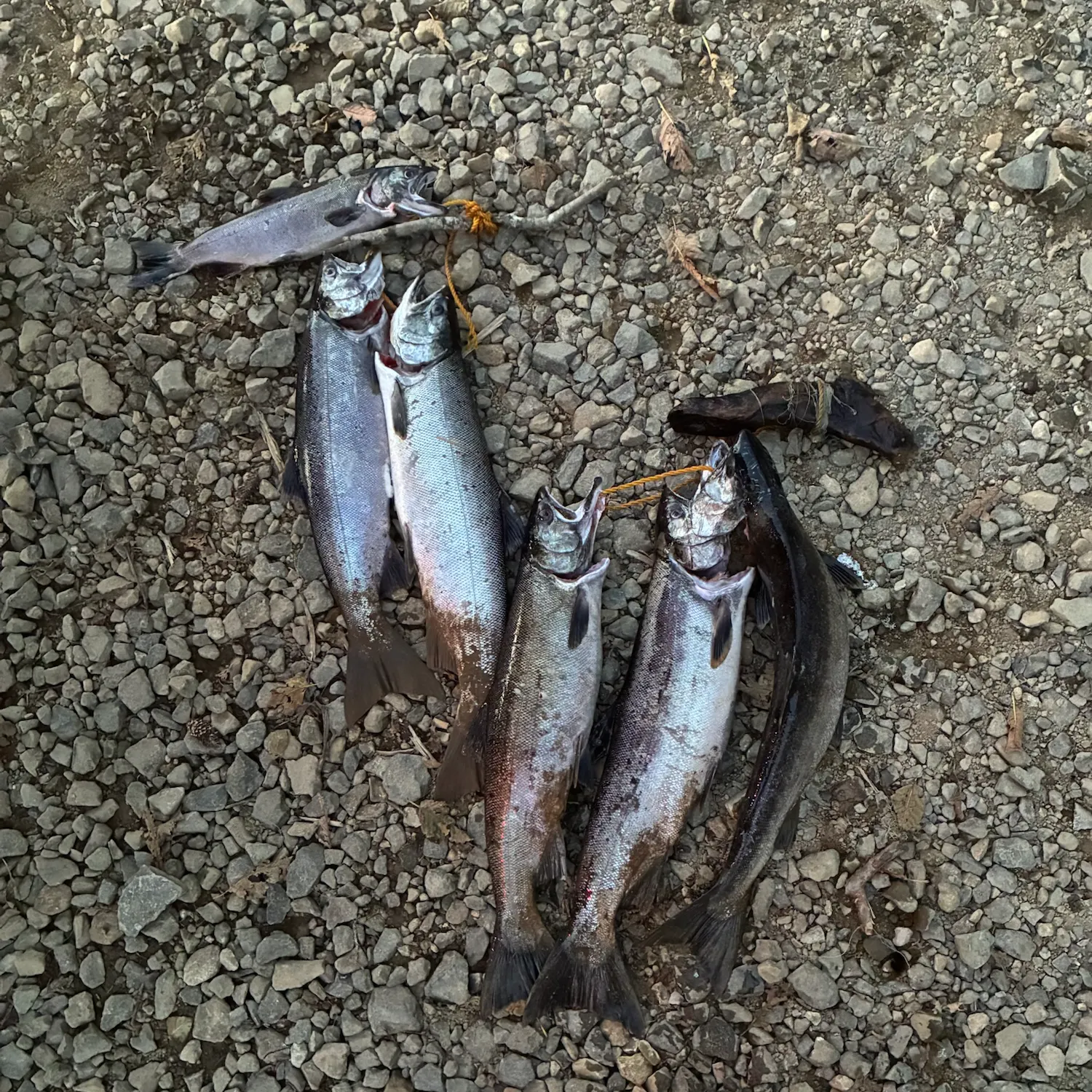 Coho salmon caught on Fishbrain