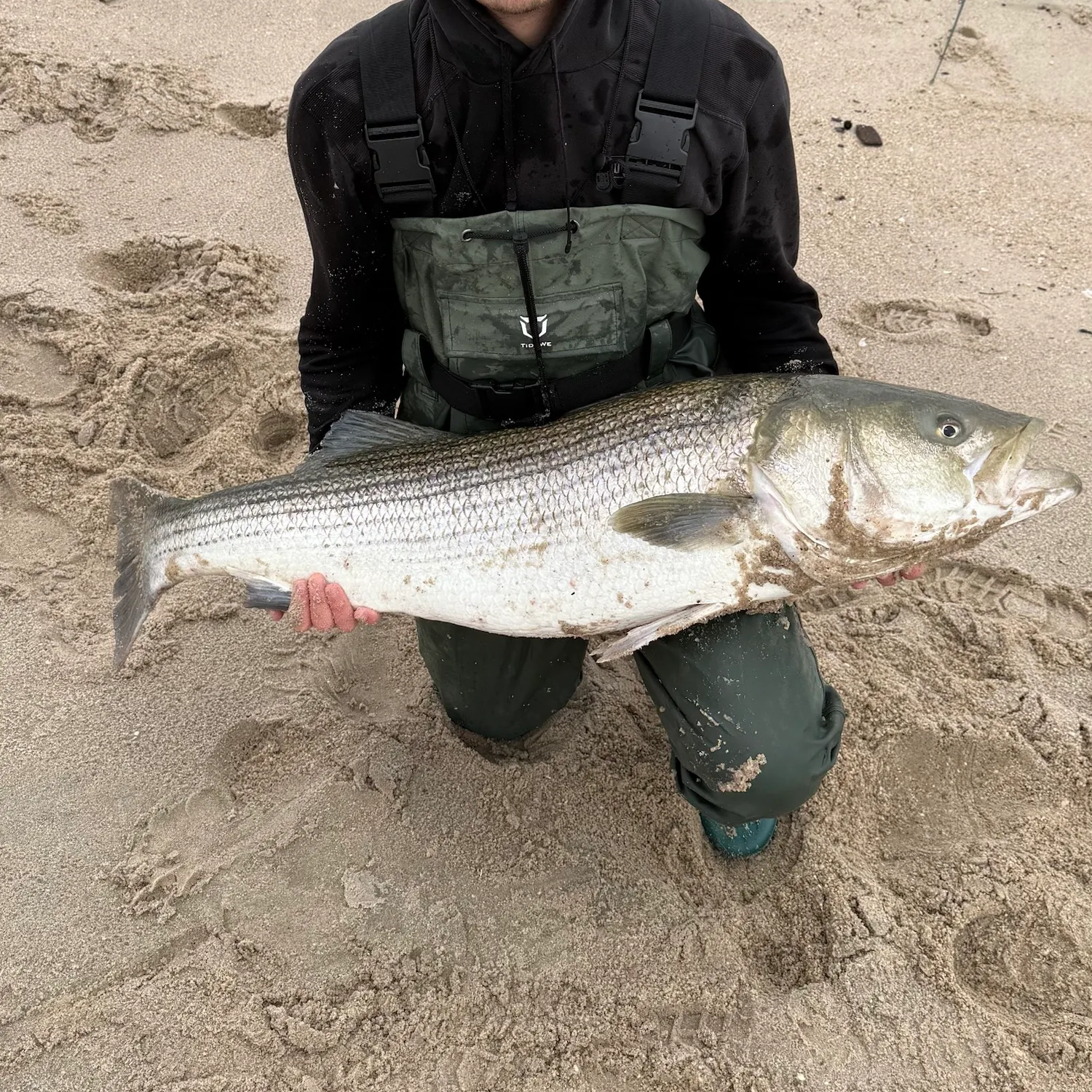 Striped bass caught on Fishbrain