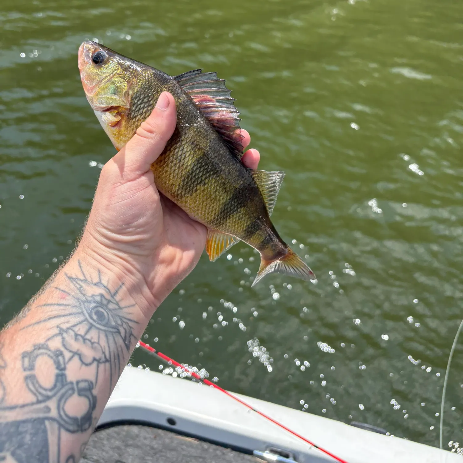 recently logged catches