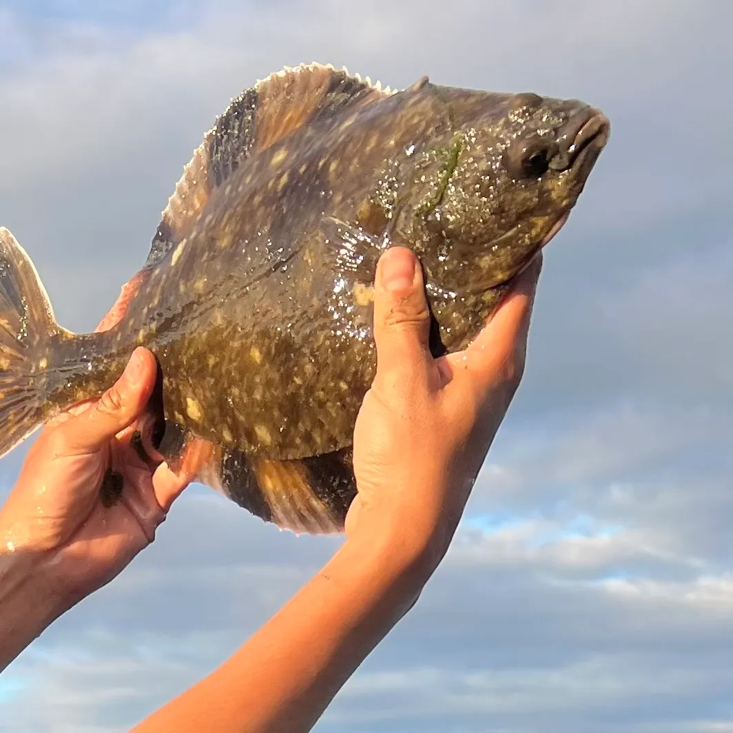 The most recent Starry flounder catches on Fishbrain